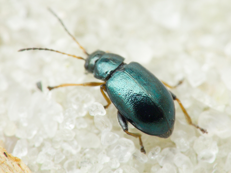 Aphthona violacea (Koch, 1803)